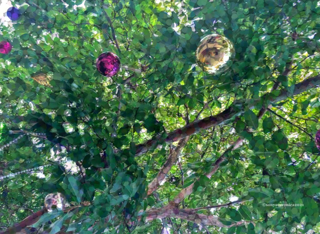 A close up shot of leaves on a tree with some of its branches decorated with blue, yellow, and red Christmas balls